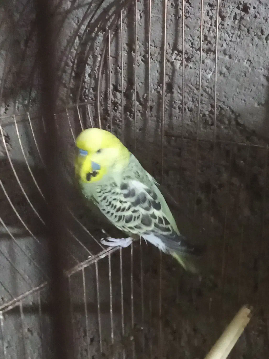 مرغ عشق معاوضه فروشی|پرنده|بیرجند, |دیوار