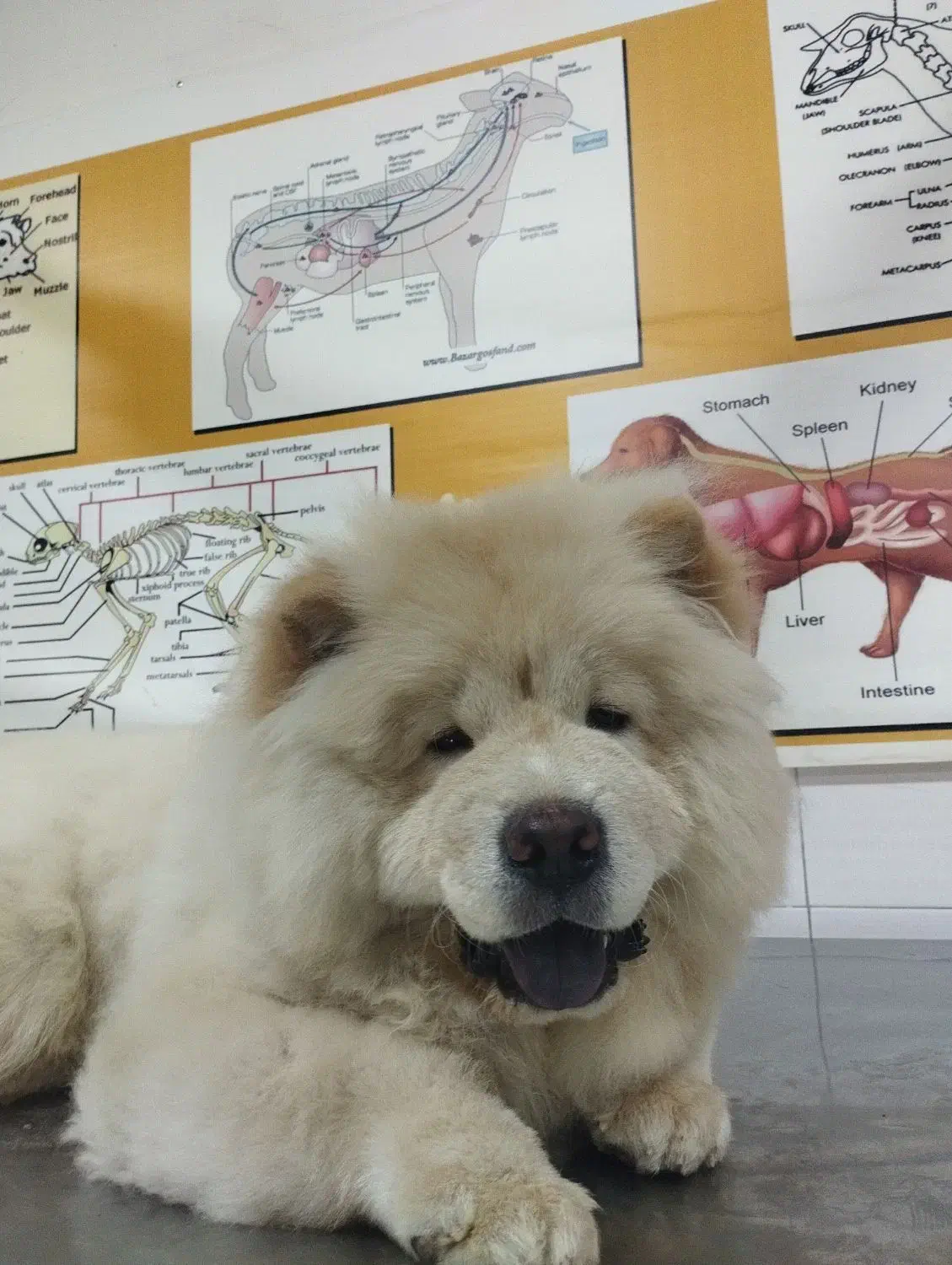 مرکز دامپزشکی بیربیر|خدمات آرایشگری و زیبایی|ارومیه, |دیوار