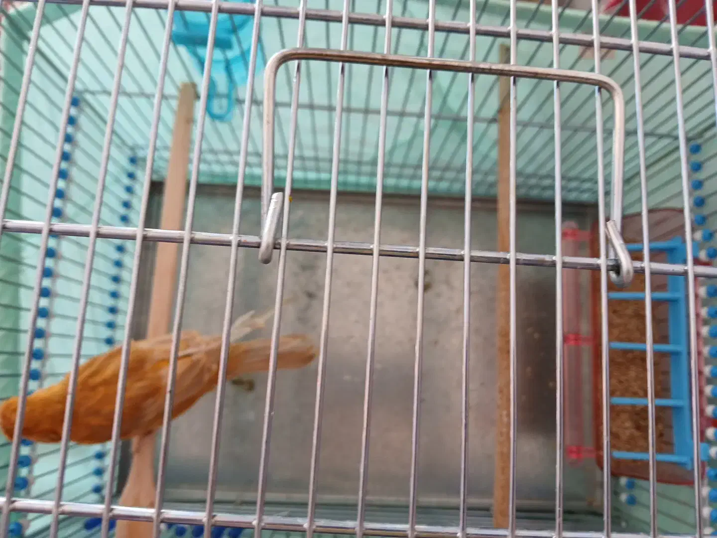 قنارئ|پرنده|سمیرم, |دیوار