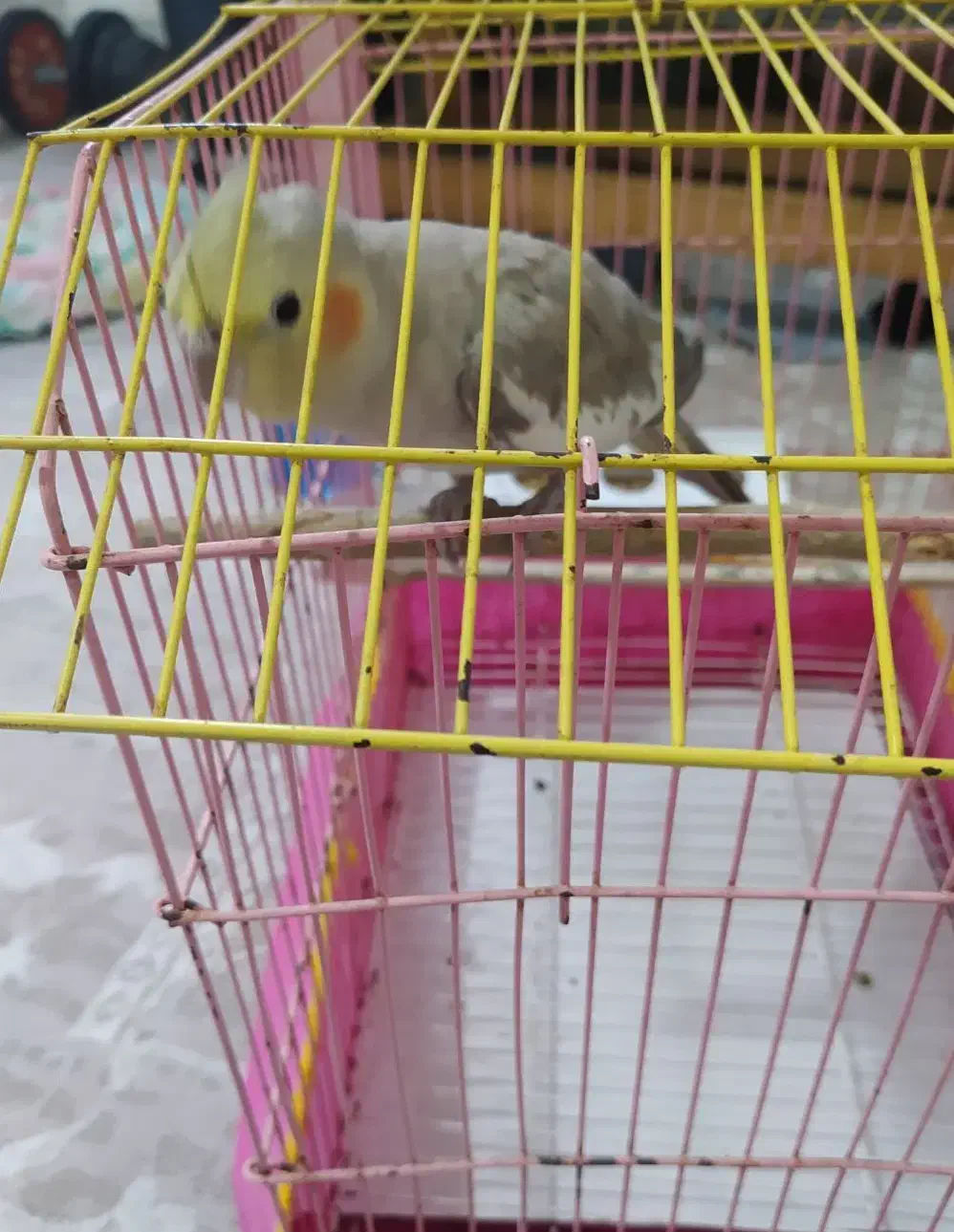 عروس هلندی ماده سالم وسرحال|پرنده|اسلامشهر, شهرک مهدیه|دیوار