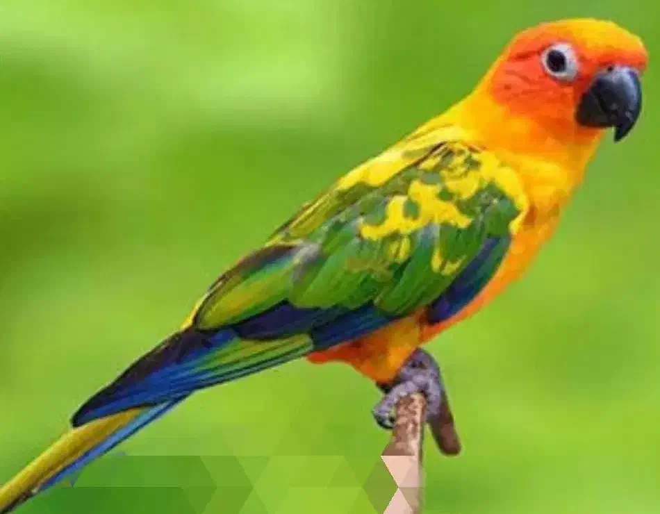 طوطی خورشیدی|پرنده|ساوه, |دیوار