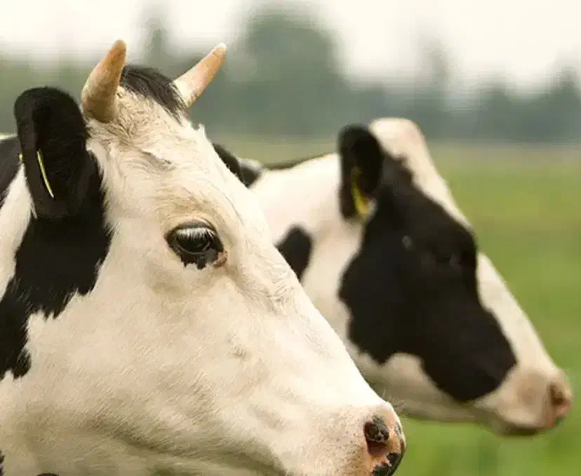 کارگر ساده گاوداری|استخدام سرایداری و نظافت|تاکستان, |دیوار