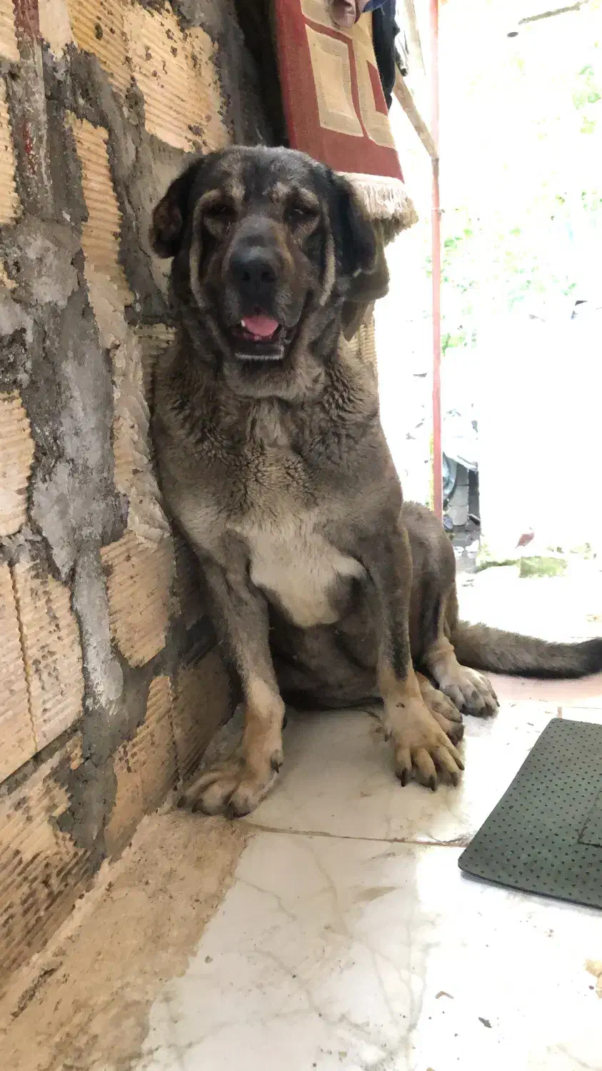 واگذاری سگ سرابی وپژدر|سگ|تالش, تالش|دیوار