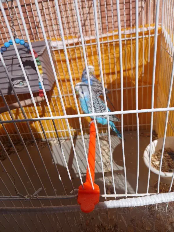 مرغ عشق|پرنده|قائن, |دیوار