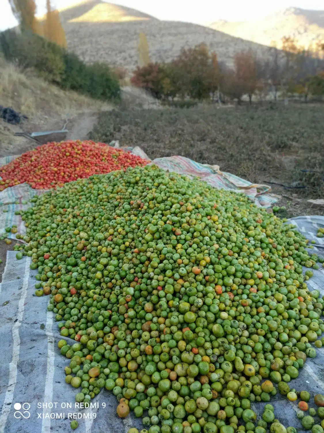 سلام گوجهفرنگی درجه یک برای فروش هر چند کیلو|عمدهفروشی|بلبان آباد, |دیوار
