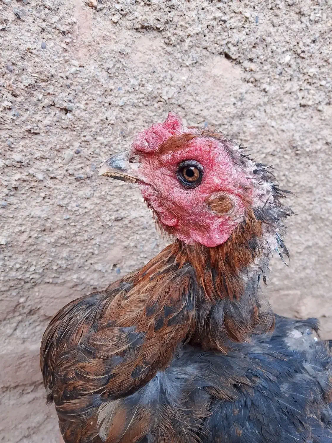 مرغ لاری تخم گذار|حیوانات مزرعه|تربت‌حیدریه, فرمانداری|دیوار