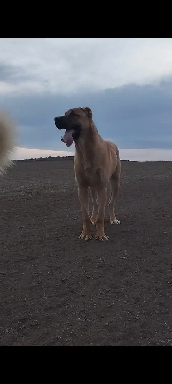 سگ اروم|سگ|ارشق, |دیوار