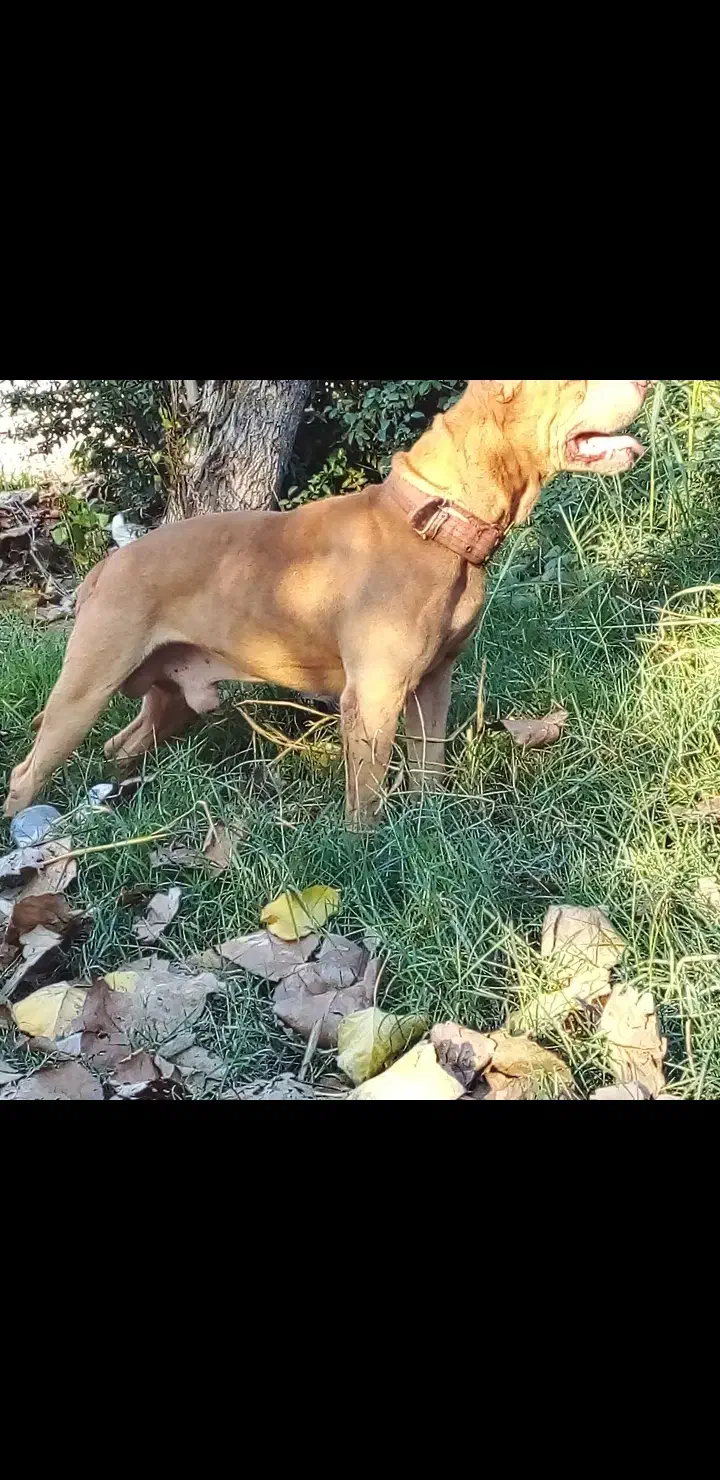 واگذاری حیوان|سگ|سرخنکلاته, |دیوار