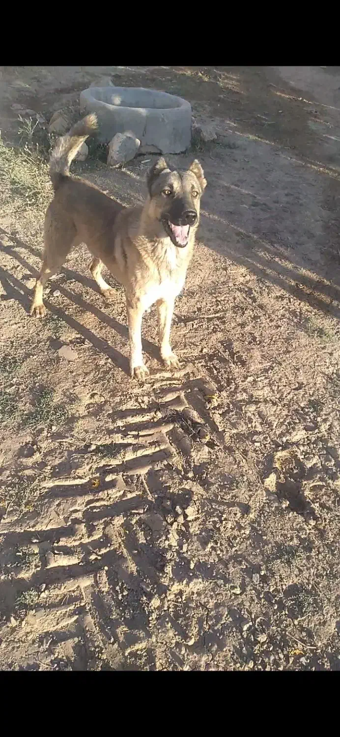 سگ نگهبان|سگ|آوج, |دیوار