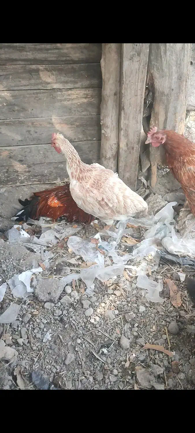 مرغ محلی و شاخدار|حیوانات مزرعه|توتکابن, |دیوار