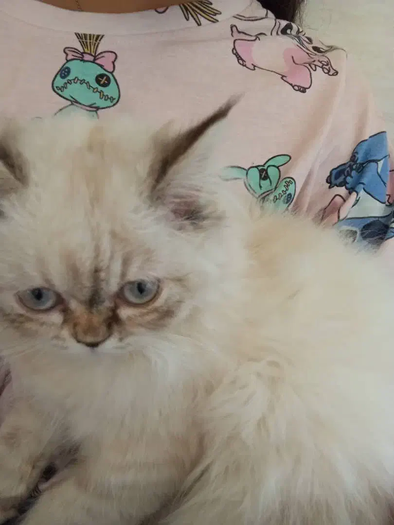 گم شده|گربه|قشم, |دیوار