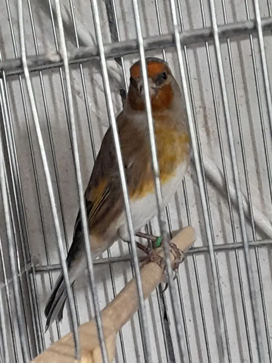 سره قناری لرخون|پرنده|اراک, |دیوار