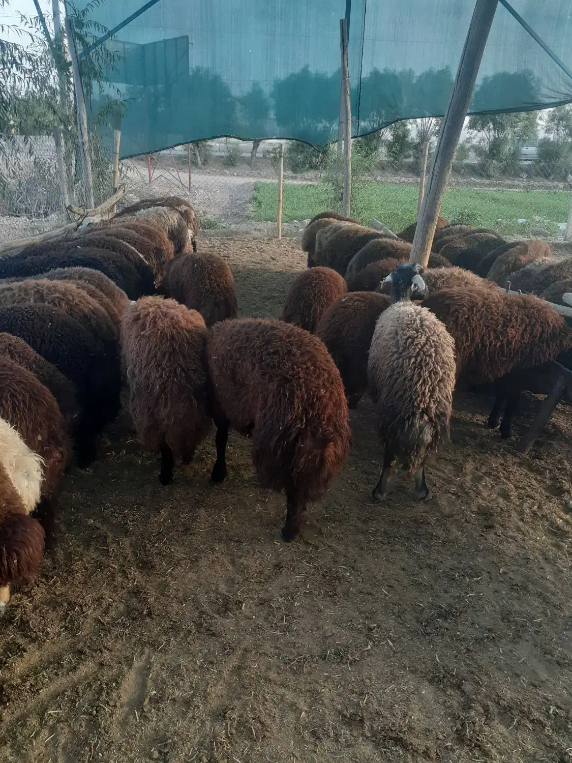 بره زنده|حیوانات مزرعه|اصفهان, بهارستان|دیوار