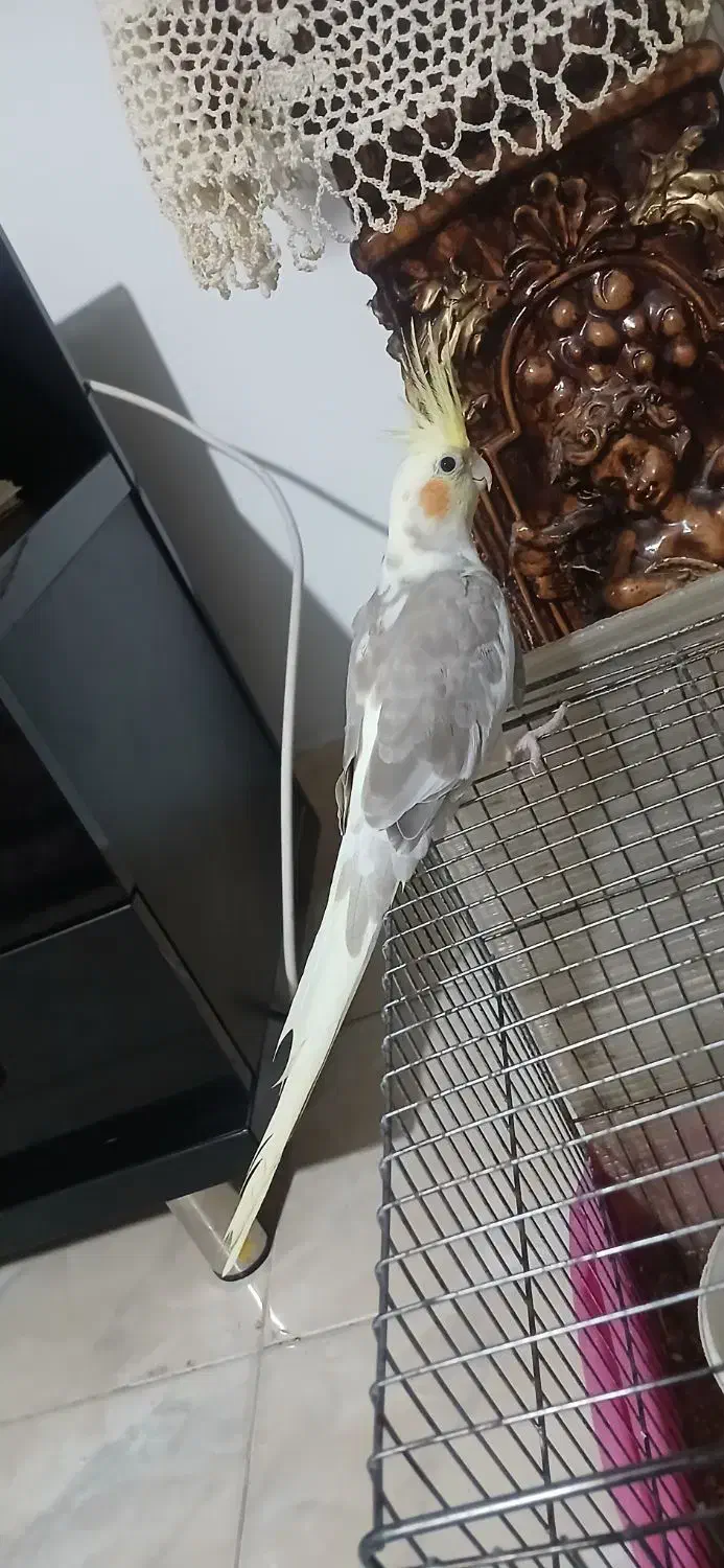 دوکت آهویی|پرنده|رشت, لاکان شهر|دیوار