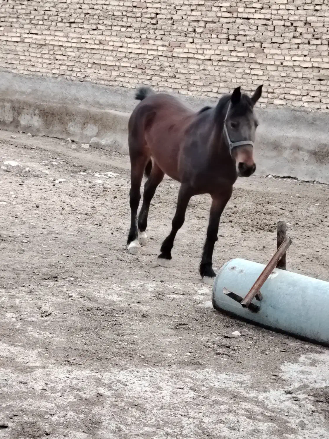 اسب|اسب و تجهیزات اسبسواری|شیراز, ارم|دیوار