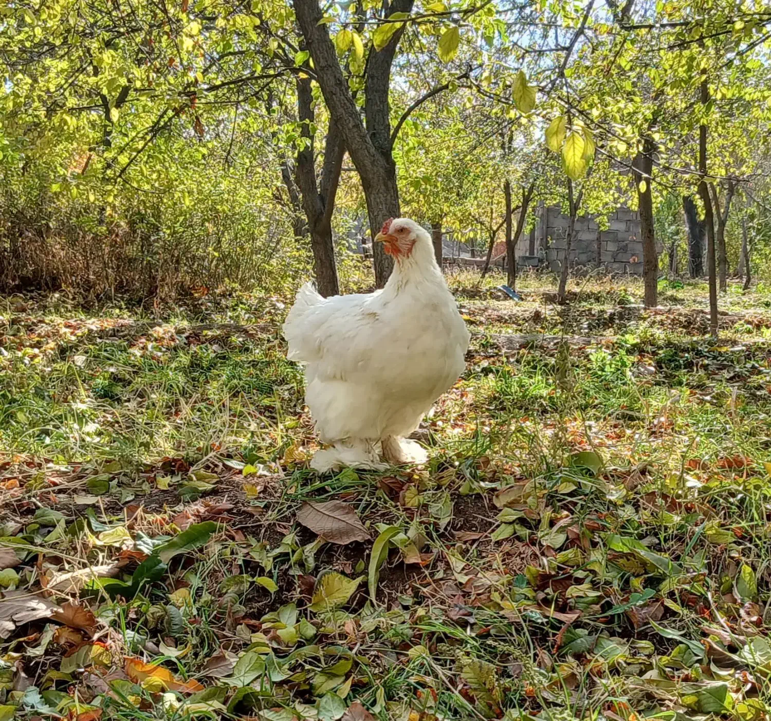 ۵ عدد مرغ برهما لایت و گولد|حیوانات مزرعه|آذرشهر, |دیوار