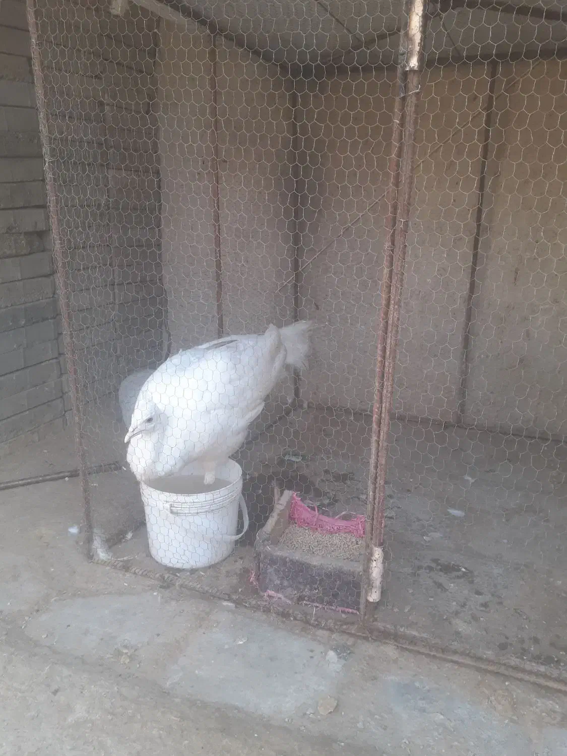 طاووس  سفید ماده|پرنده|تهران, خلازیر|دیوار