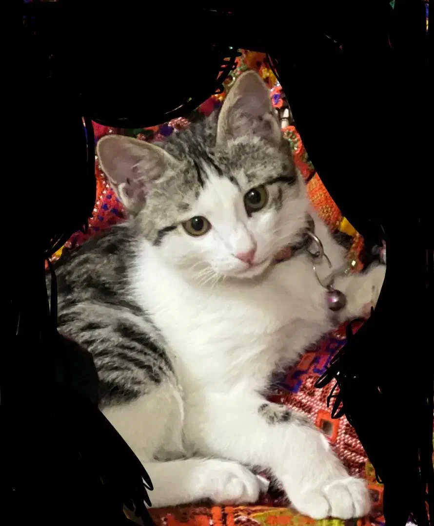 گم شده|حیوانات|زاهدان, |دیوار