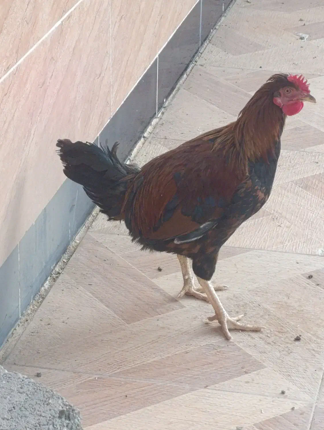 خروس خوب|حیوانات مزرعه|جلگه چاه هاشم, |دیوار