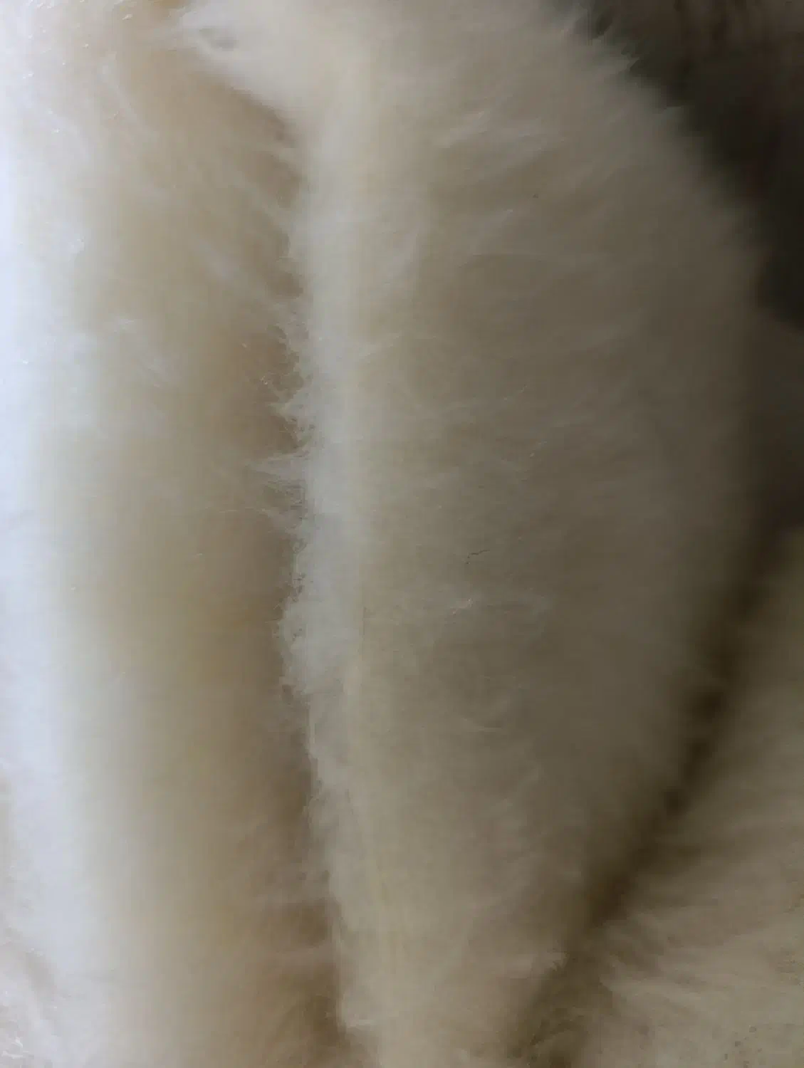 شال و کلاه کرم رنگ|لباس|رشت, باهنر|دیوار