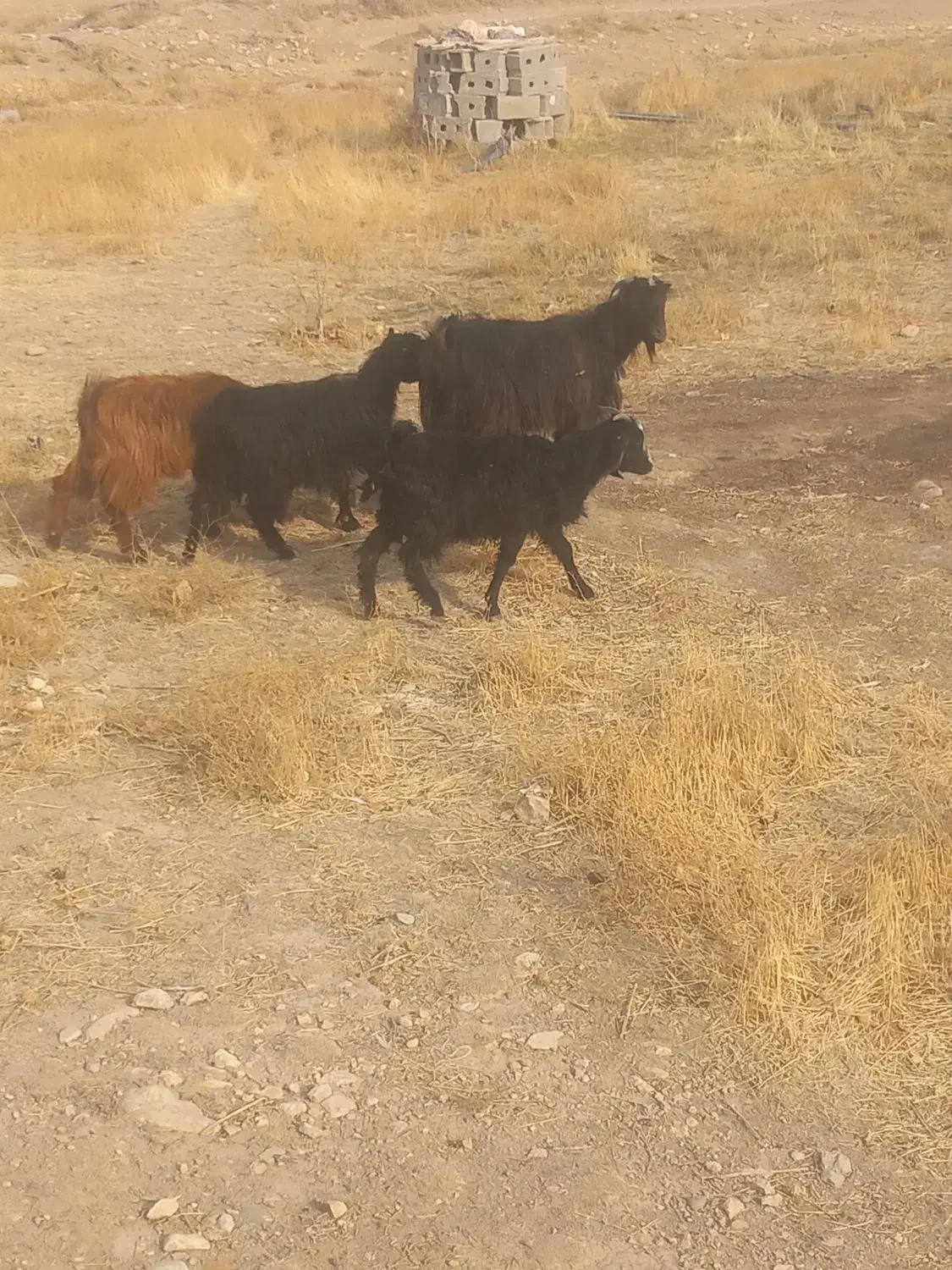 بزغاله ماده|حیوانات مزرعه|سردرود, |دیوار