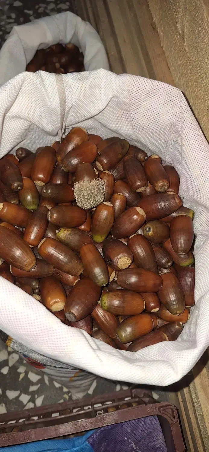 بلوط درجه ۱جنگهای هیرکانی|خوردنی و آشامیدنی|رشت, قاسمیه|دیوار