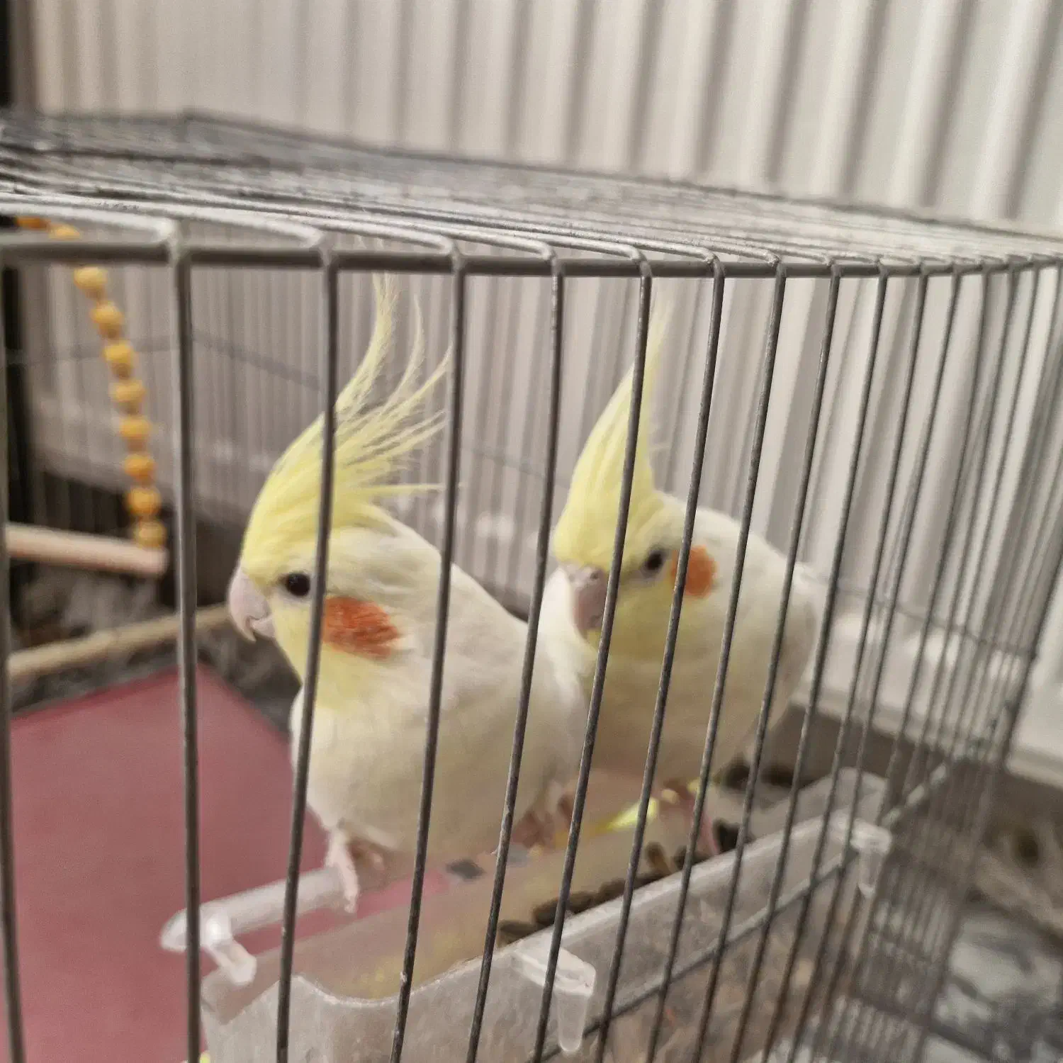 یک جفت عروس هلندی|پرنده|نجفآباد, یزدانشهر|دیوار