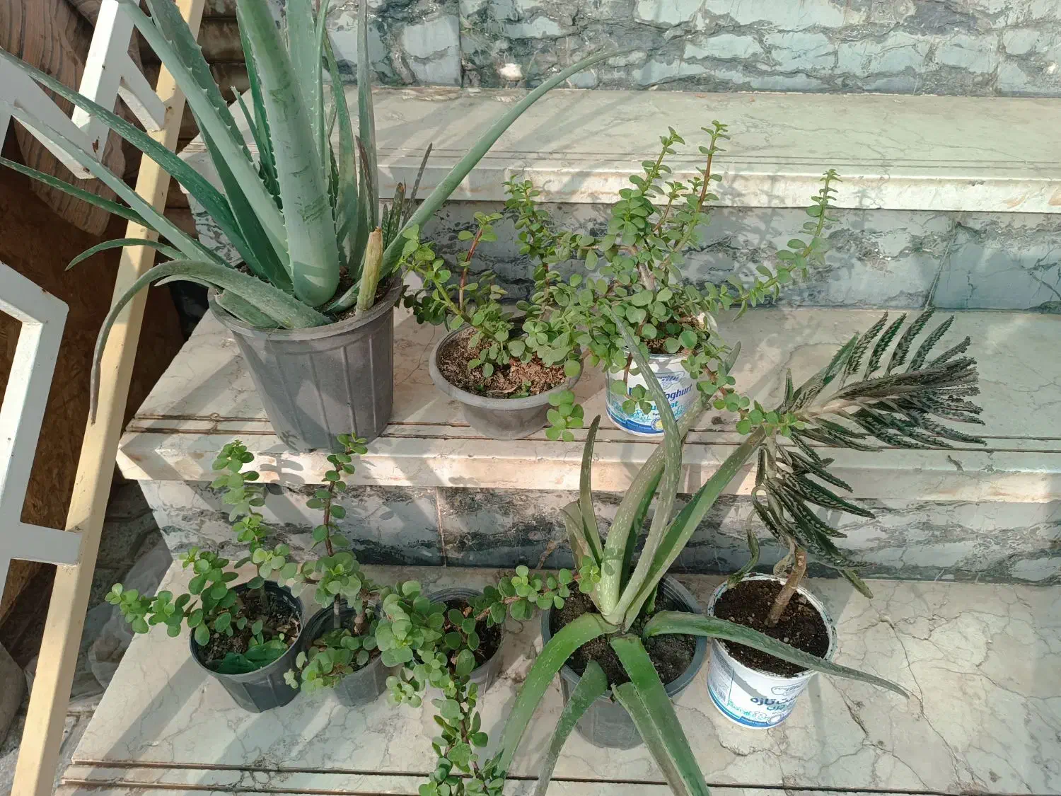 گل و کاکتوس|گل و گیاه طبیعی|نیشابور, بلوار گلها|دیوار