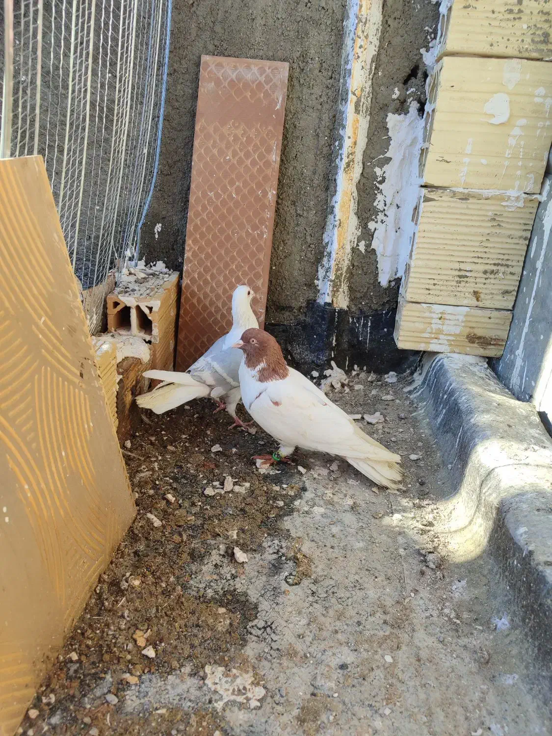 دوتاکفترگراف ابلغ افغانی جفت نر|پرنده|مشهد, شهید قربانی|دیوار