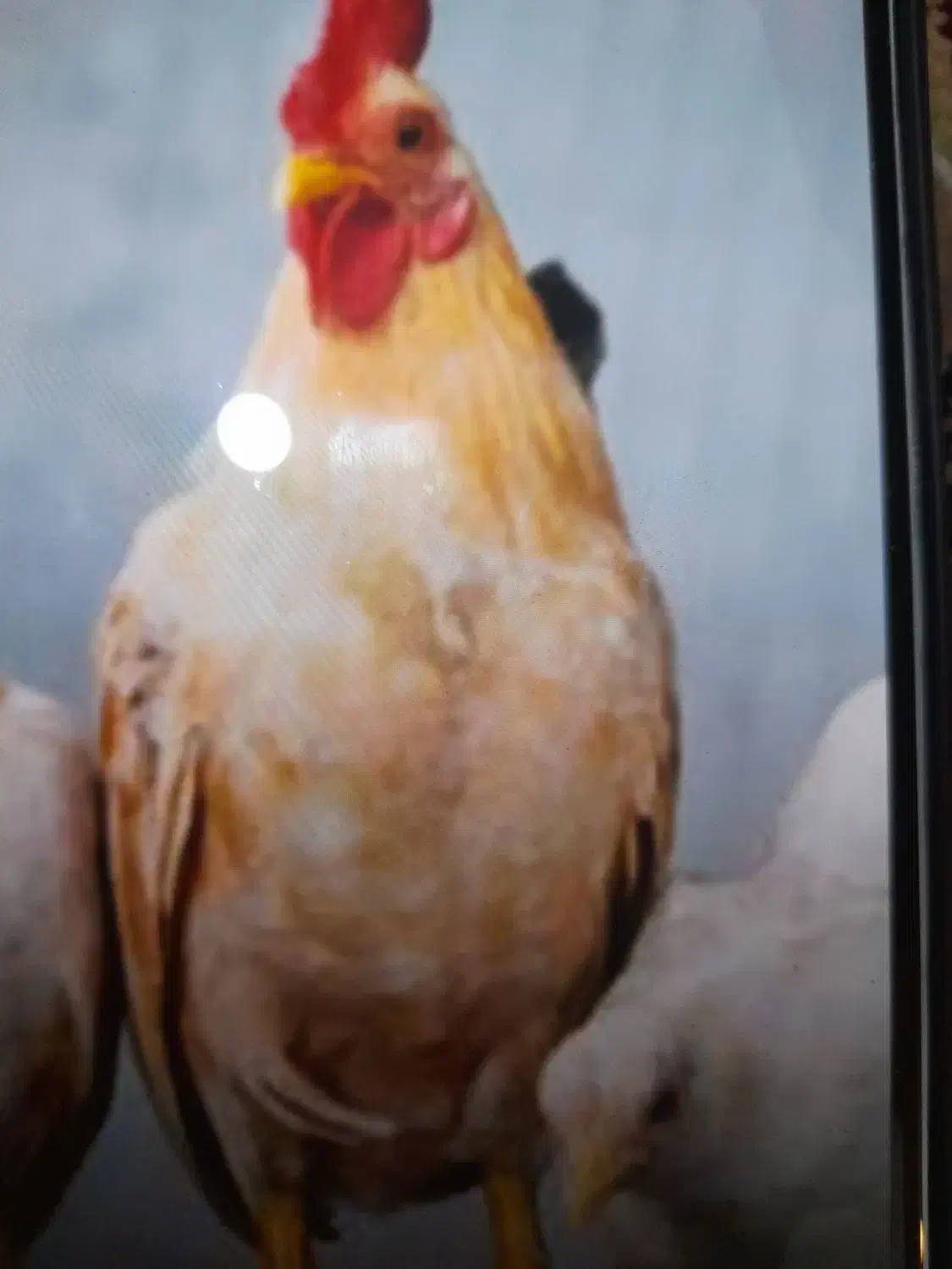 فروش  خروس جوان و خوش رخ گلین|حیوانات مزرعه|کرج, شهرک نهال و بذر|دیوار