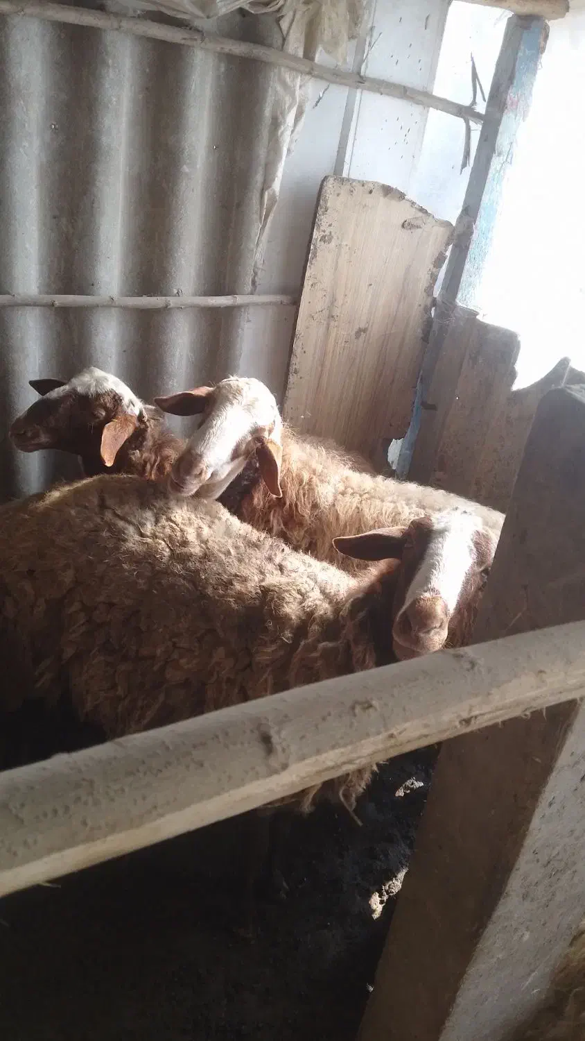 گوسفند نر افشاری|حیوانات مزرعه|زیباکنار, |دیوار