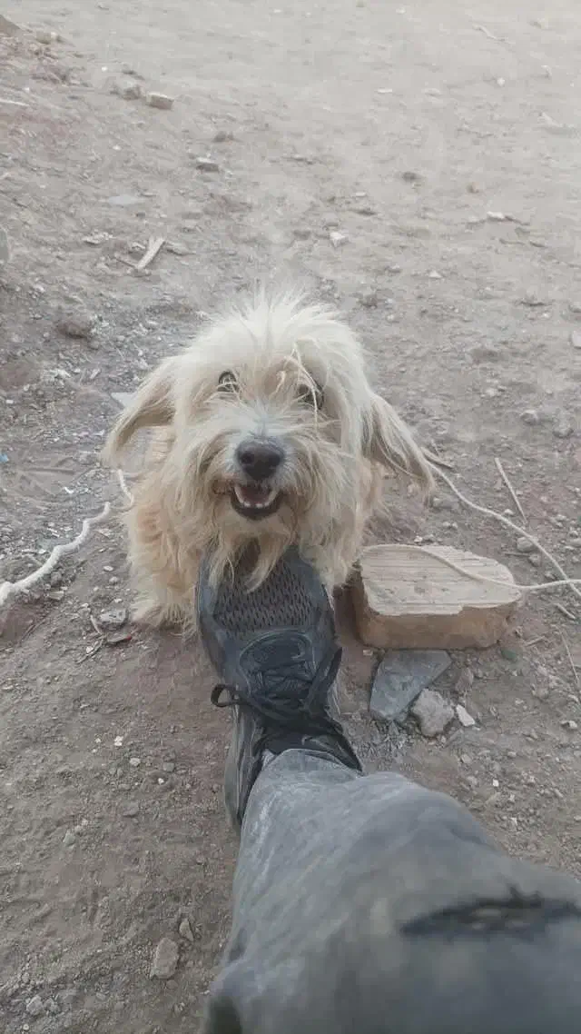 واگذاری سگ|سگ|بیرجند, |دیوار