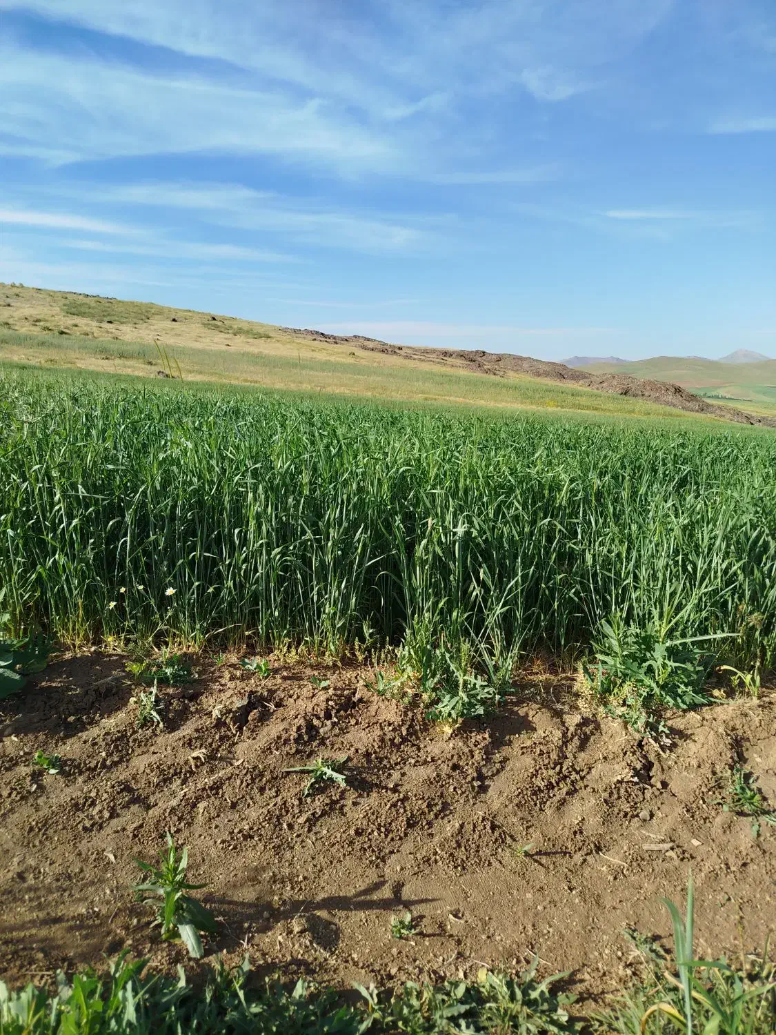 7کیسه زمین کشاورزی|فروش زمین و ملک کلنگی|حسین آباد, |دیوار