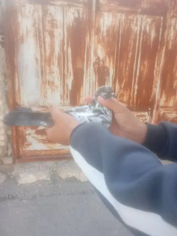 کبوتر|حراج|ایذه, |دیوار