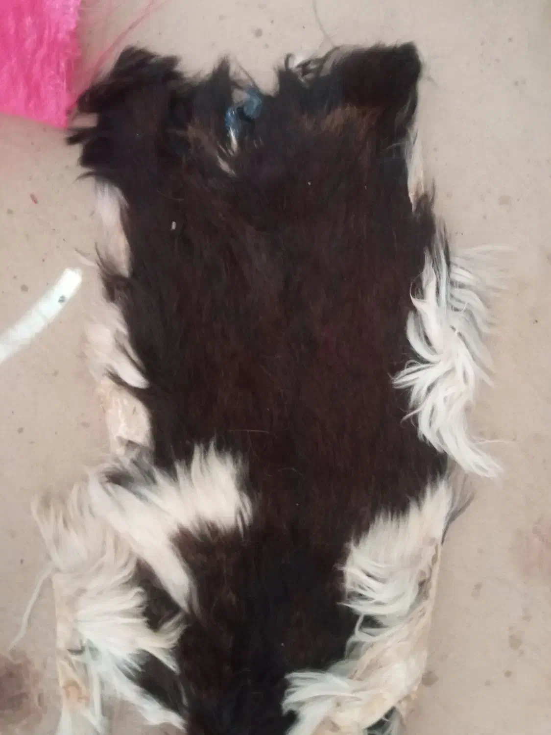 پوست طباخی شده قدیمی کلکسیونی|کلکسیون اشیاء عتیقه|شهرکرد, |دیوار