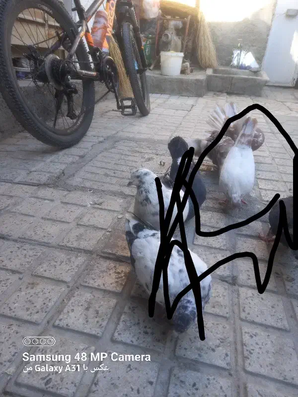 کبورفتنی|حیوانات|ارومیه, |دیوار