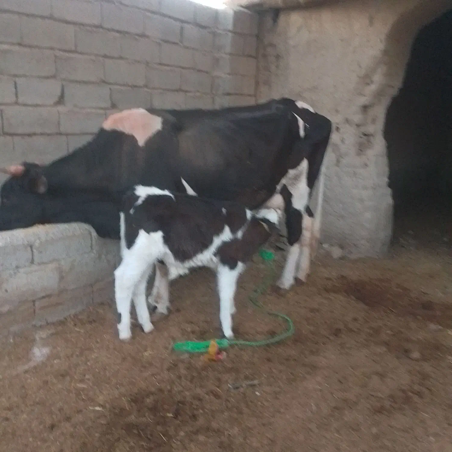 گاو با گوساله نر|حیوانات مزرعه|زهک, |دیوار