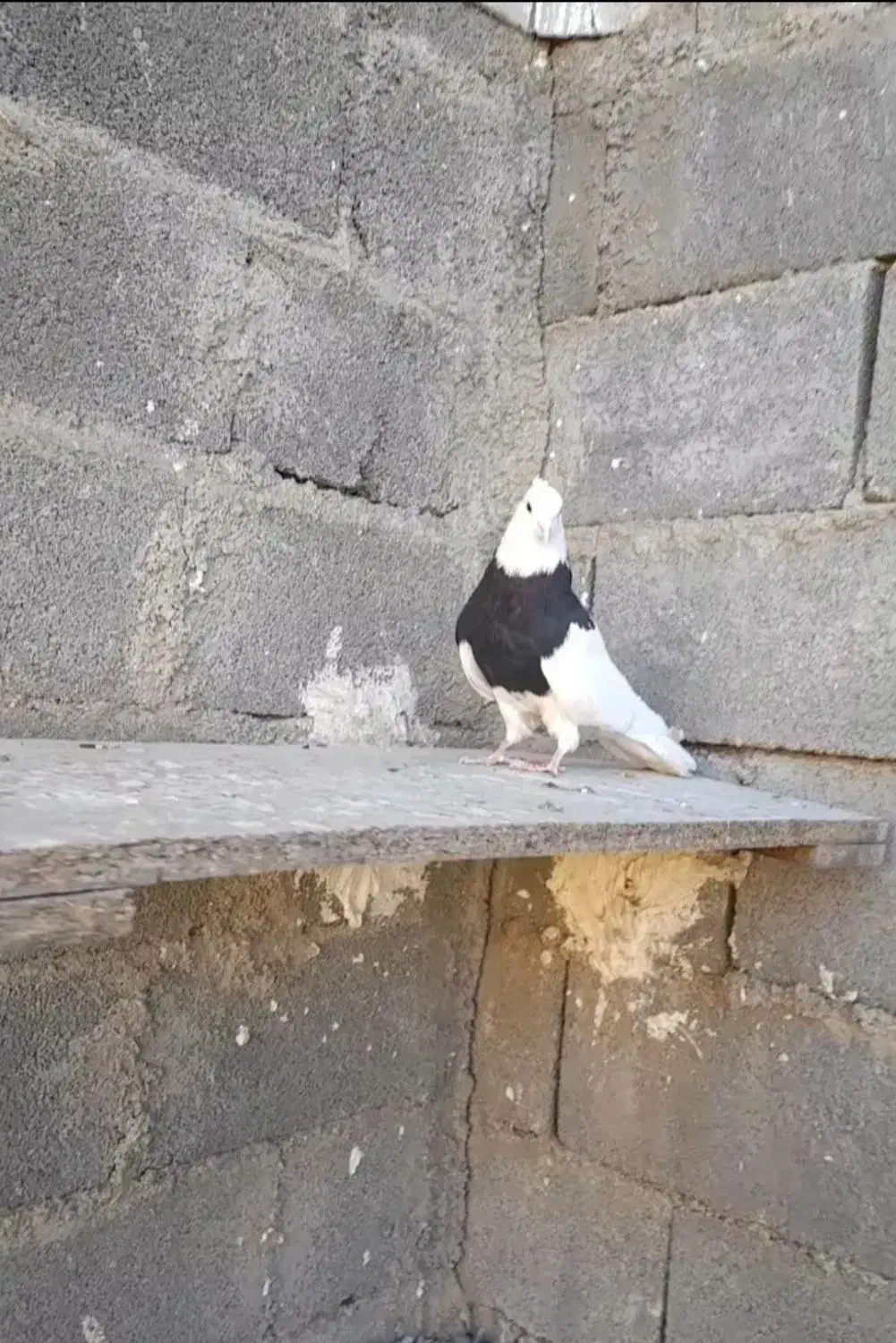 کبوتر طوقی بازیکن|پرنده|اردل, |دیوار