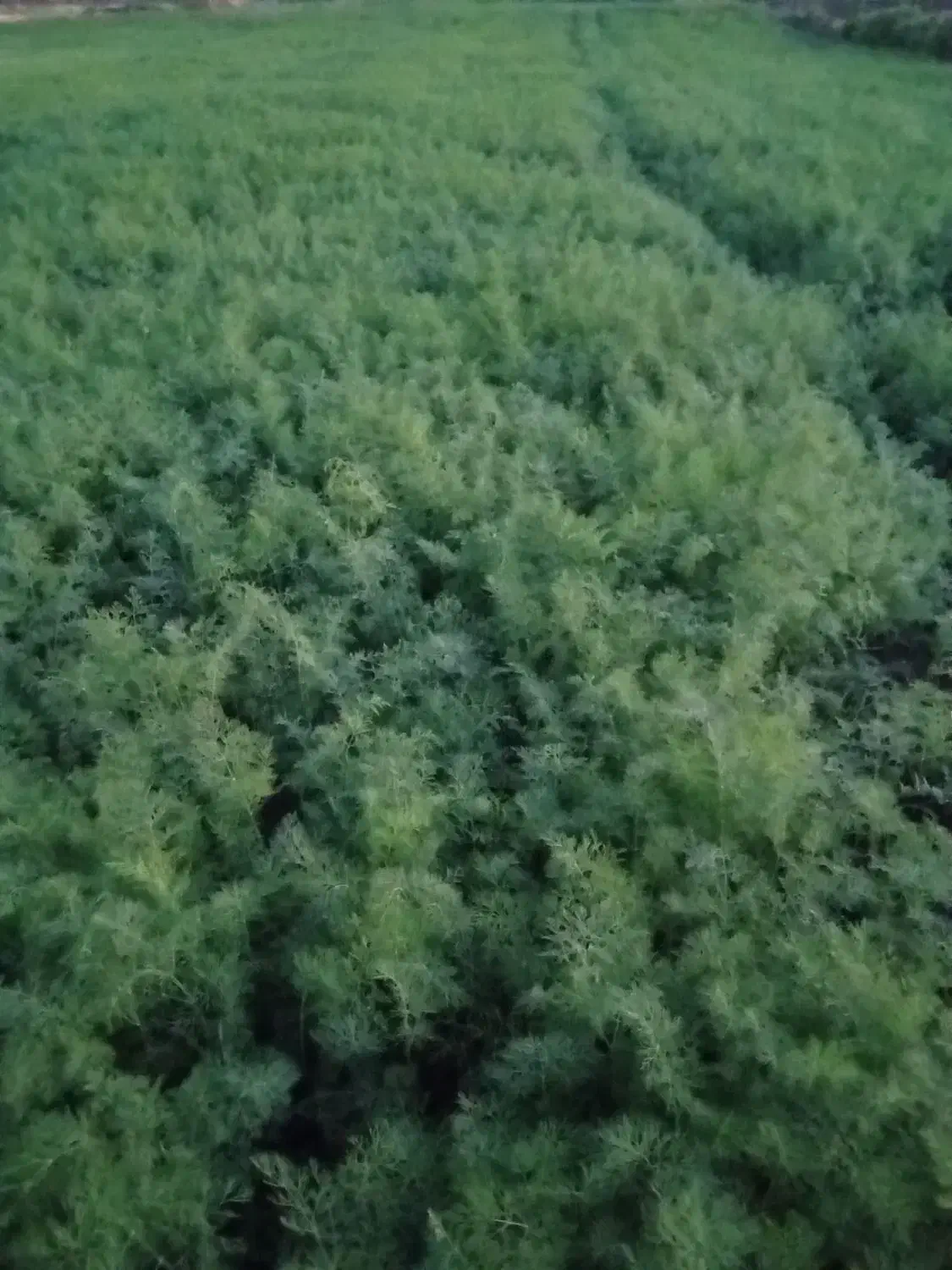 سبزی شوید|خوردنی و آشامیدنی|فاضل آباد, |دیوار