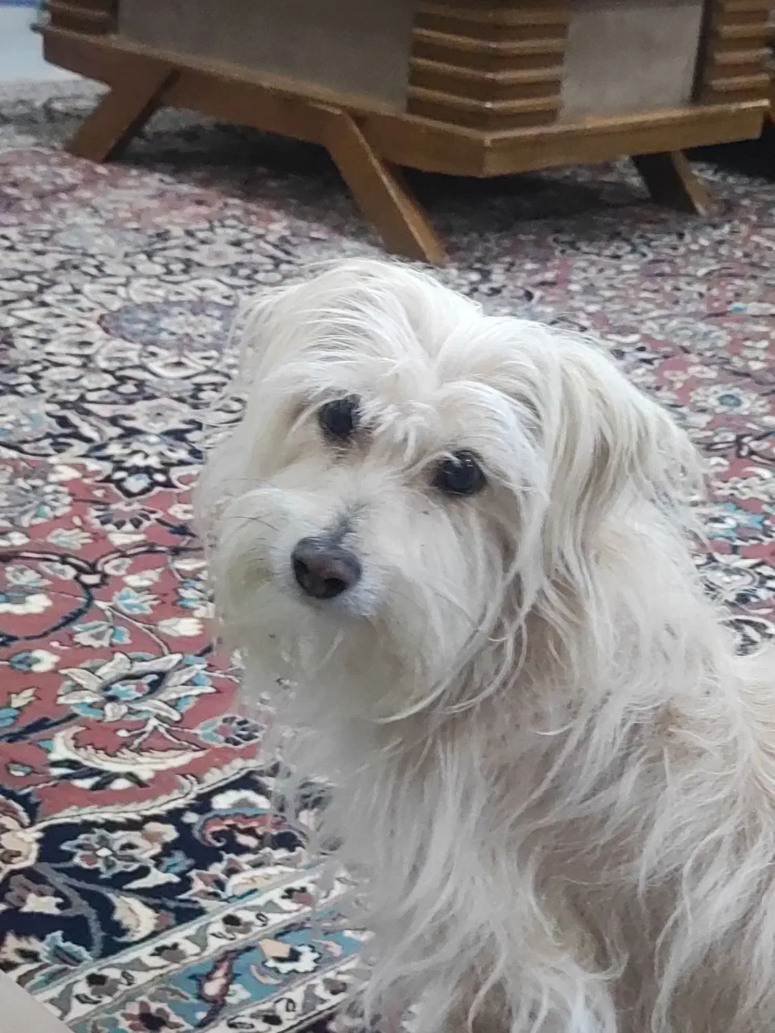 واگذاری موقتی سگ ماده|سگ|مشهد, ولیعصر (شهرک غرب)|دیوار