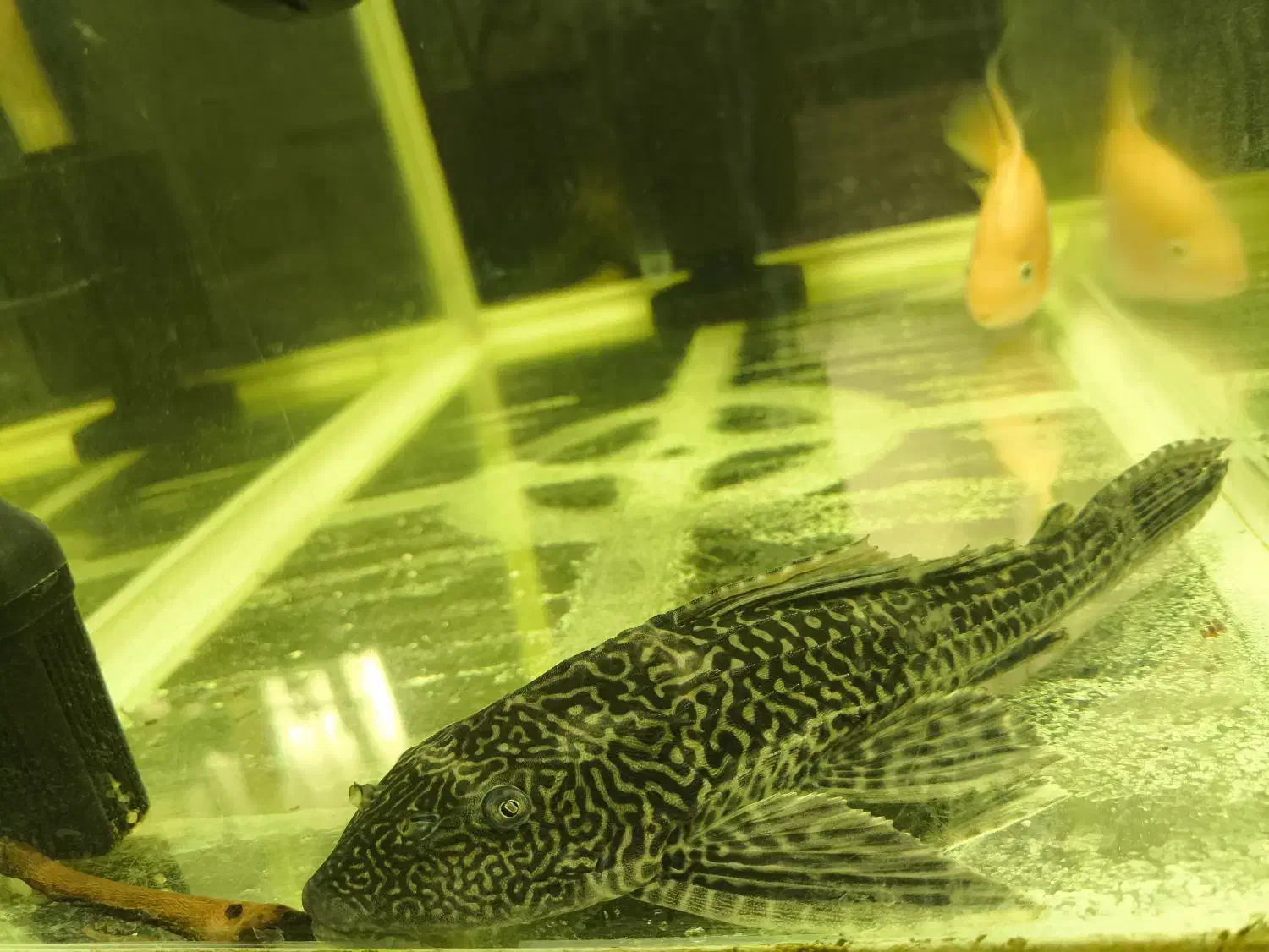 کت فیش(لجنخوار)|ماهی|خرمآباد, |دیوار