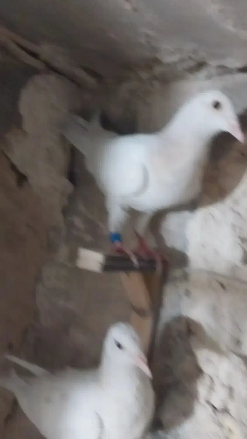 کفتر جوجه|پرنده|طرقبه, |دیوار