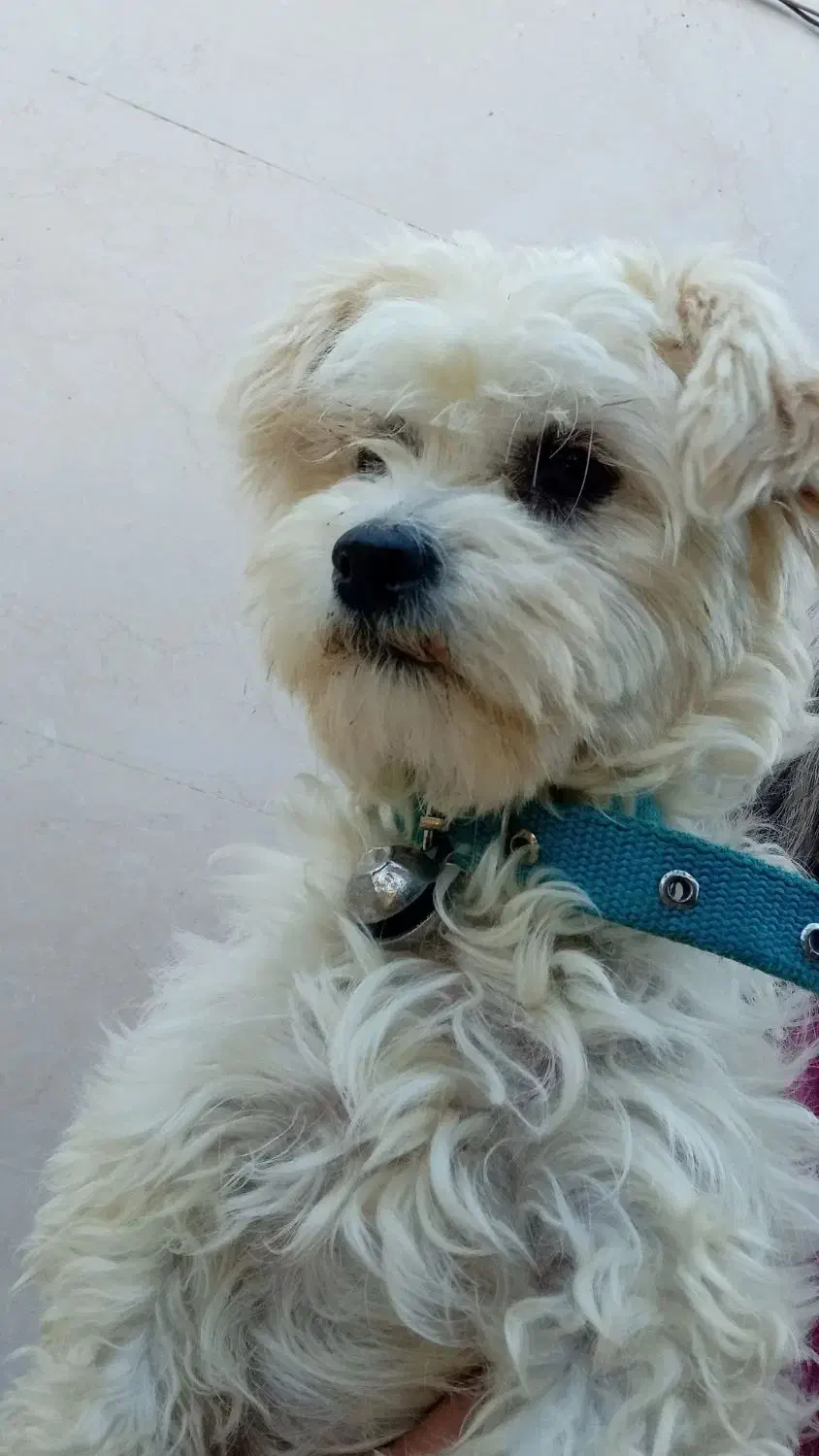 شیتزو|سگ|اسفراین, |دیوار