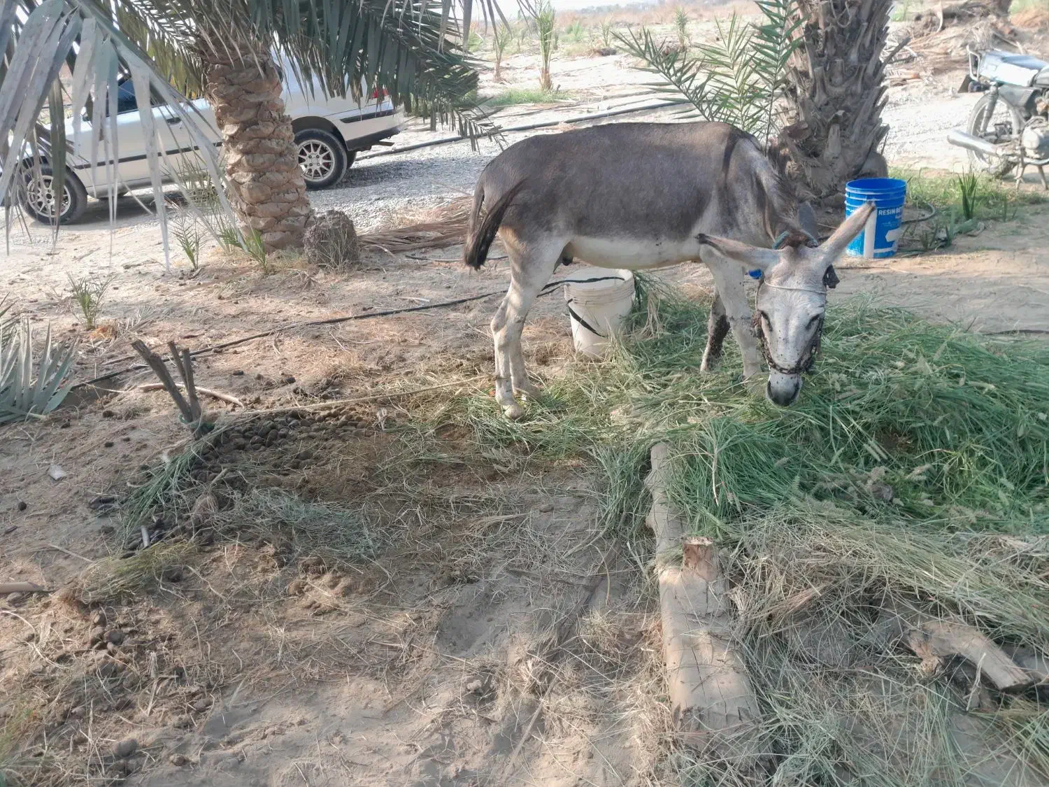 الاغ نر|حیوانات مزرعه|بیکاه, |دیوار