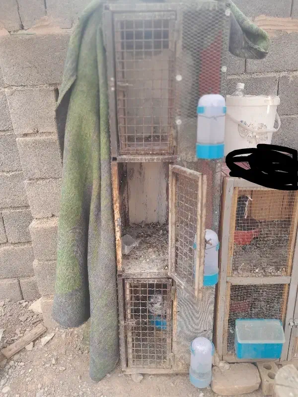 جفت کنن کفتر کبوتر|لوازم جانبی حیوانات|آباده, |دیوار