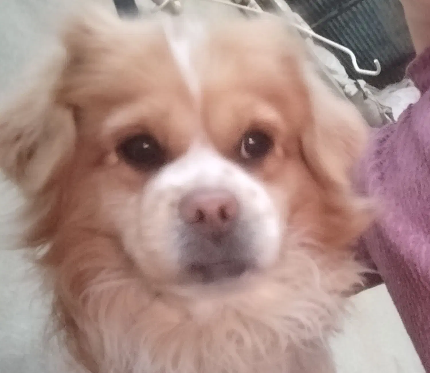 سگ گلدن اشپیتز|سگ|کرمانشاه, |دیوار