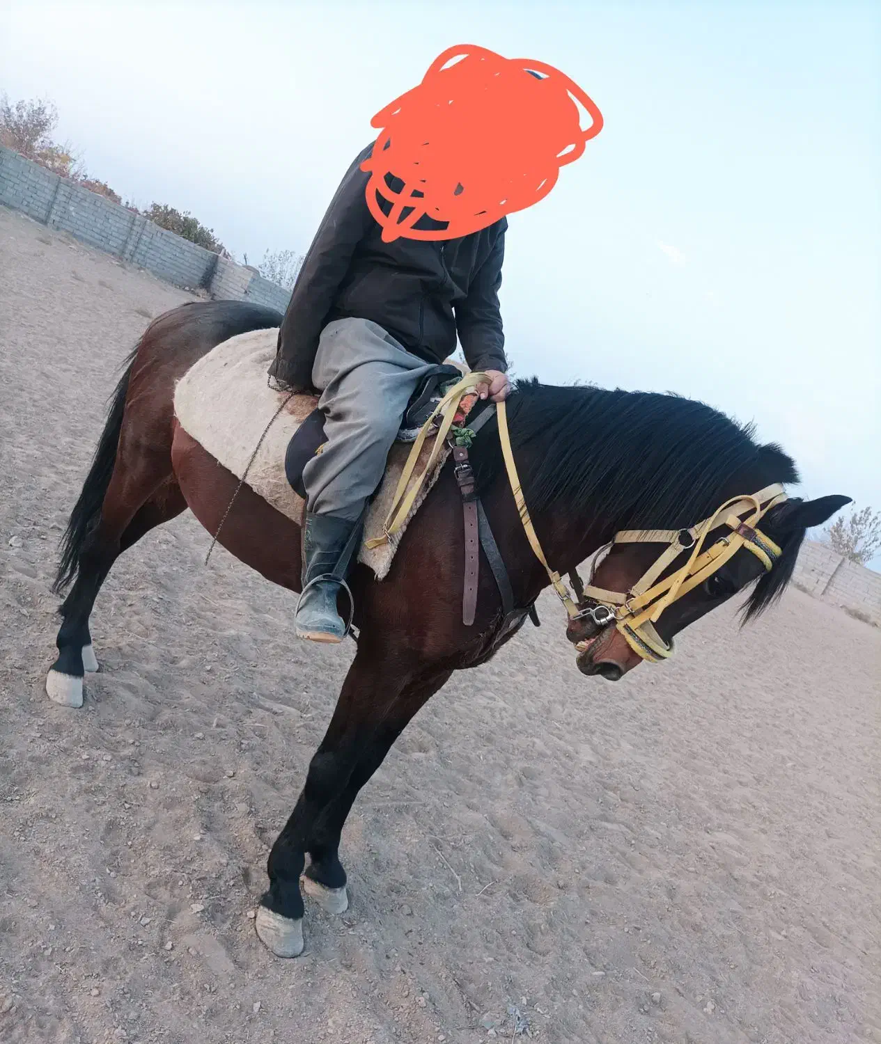 اسب|اسب و تجهیزات اسب‌سواری|تربت‌حیدریه, باغ ملی|دیوار