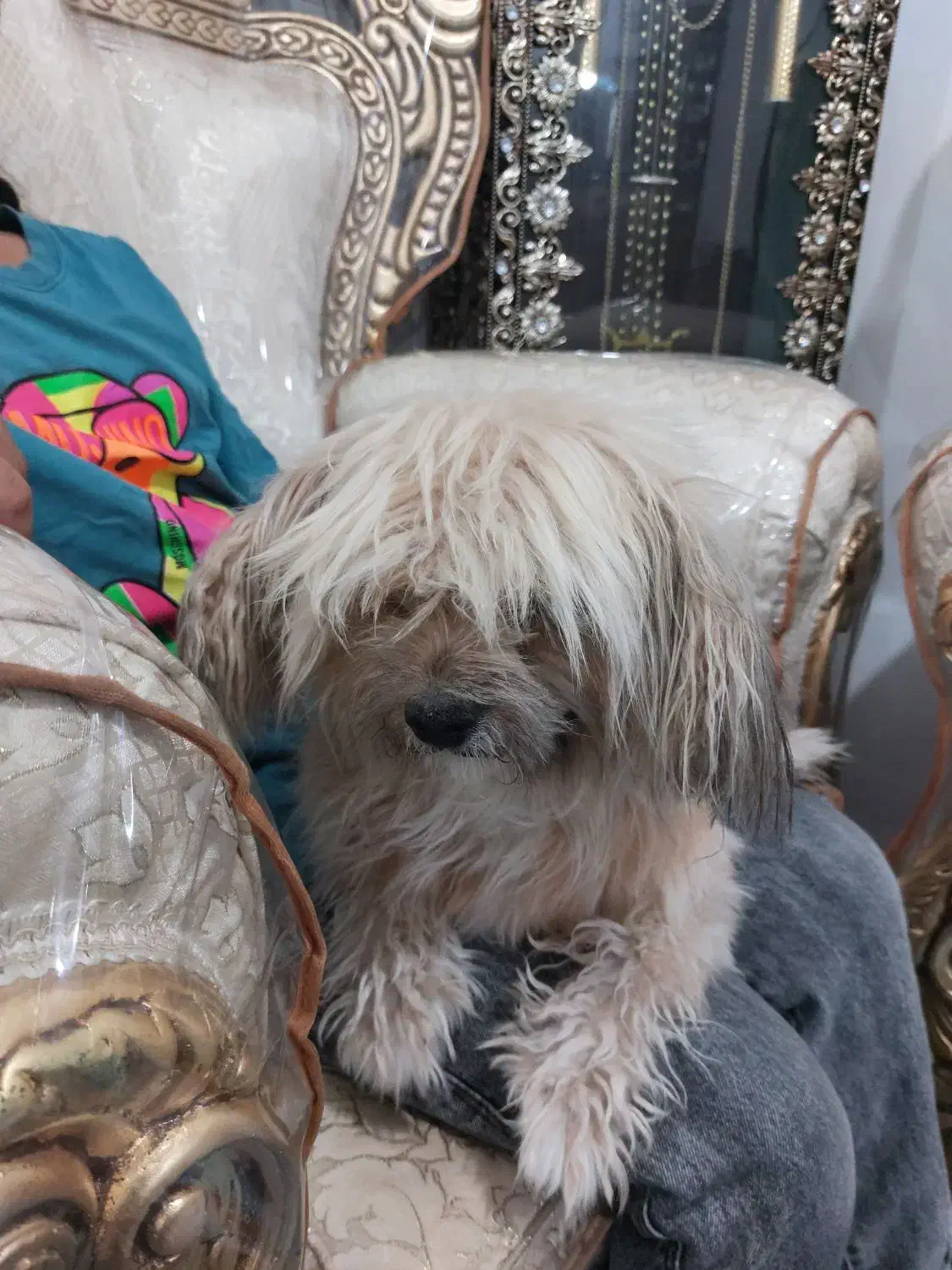 واگذاری سگ خانگی نژادشیتزو اصیل|سگ|رفسنجان, |دیوار