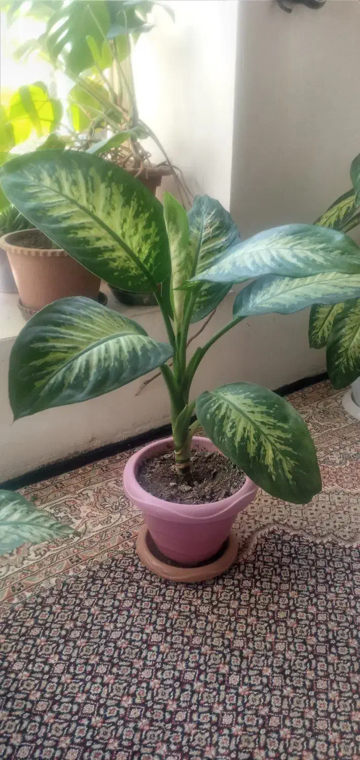 گل دیفن|گل و گیاه طبیعی|عنبران, |دیوار