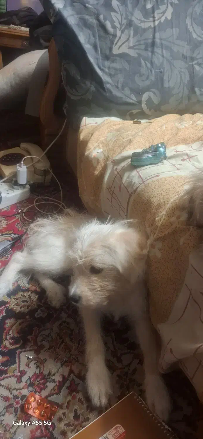 یک سگ شیتزو مالتیز حدودا 7 ماهه مفقود شده|سگ|اصفهان, ملک|دیوار